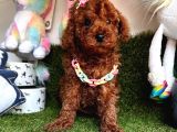 Her eve bir can dostu  toy poodle 