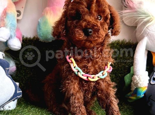 Her Eve Bir Can Dostu  Toy Poodle  görsel