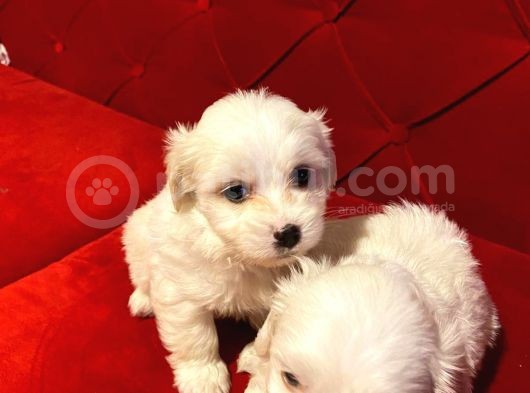 Xs Maltese Bebekler görsel