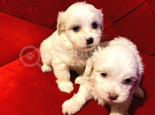 Xs Maltese Bebekler