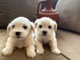 Mini Boy Maltese Terrier Yavrularımız