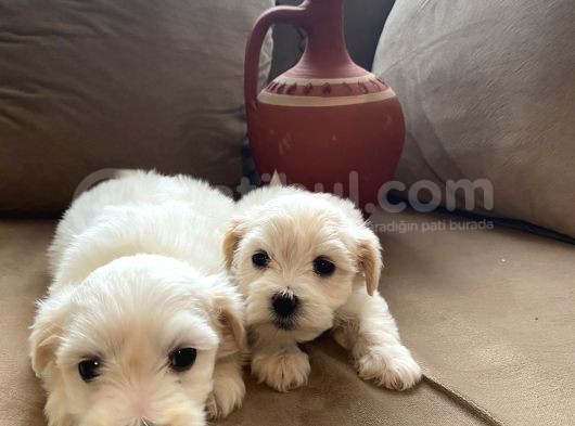 Mini Boy Maltese Terrier Yavrularımız görsel