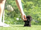 Kore Kanı Toy Poodle Yavrularimiz