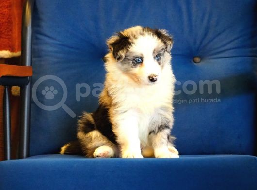 Blue Merle Border Collie görsel
