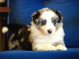 Blue Merle Border Collie