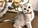 En Sevi̇mli̇ Orji̇nal Bri̇ti̇sh Shorthai̇r