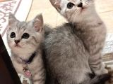 En Sevi̇mli̇ Orji̇nal Bri̇ti̇sh Shorthai̇r