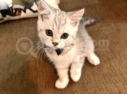 En Sevi̇mli̇ Orji̇nal Bri̇ti̇sh Shorthai̇r görsel