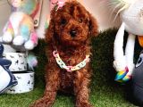 Her Eve Bir Can Dostu  Toy Poodle 