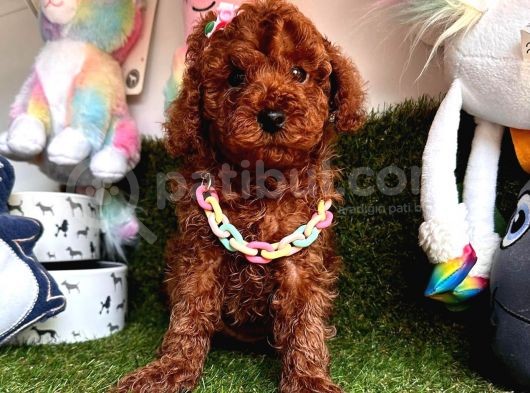 Her Eve Bir Can Dostu  Toy Poodle  görsel