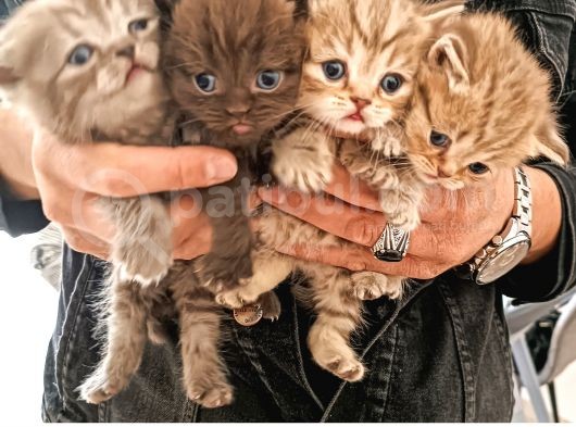 Birinci Sınıf Kalitede British Shorthair Anne Babadan Bebek Yüzlü Yavrular