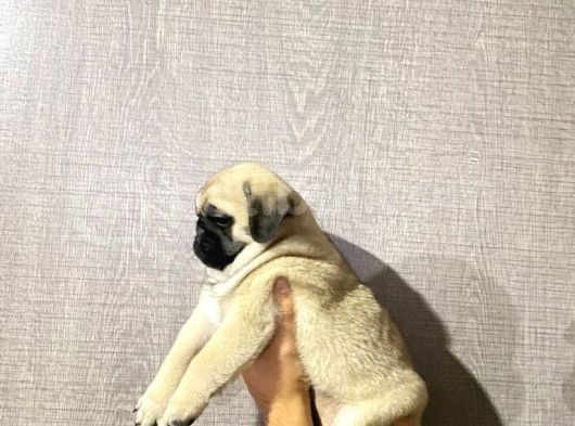 Pug Mops Yavrular görsel