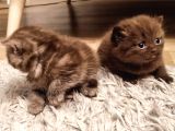 Birinci Sınıf Kalitede British Shorthair Anne Babadan Bebek Yüzlü Yavrular