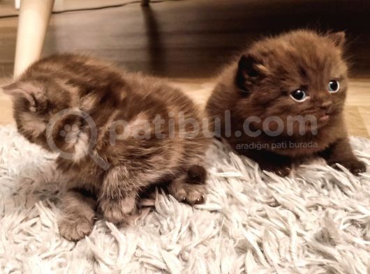 Birinci Sınıf Kalitede British Shorthair Anne Babadan Bebek Yüzlü Yavrular görsel