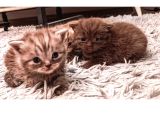Birinci Sınıf Kalitede British Shorthair Anne Babadan Bebek Yüzlü Yavrular