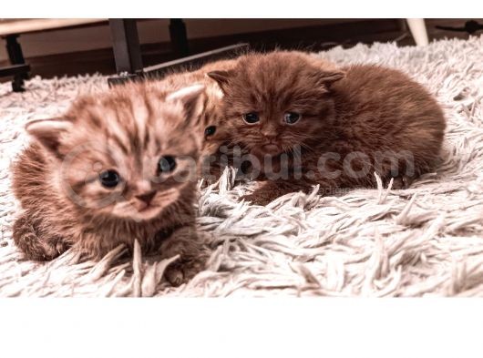 Birinci Sınıf Kalitede British Shorthair Anne Babadan Bebek Yüzlü Yavrular görsel