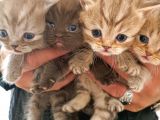Birinci Sınıf Kalitede British Shorthair Anne Babadan Bebek Yüzlü Yavrular