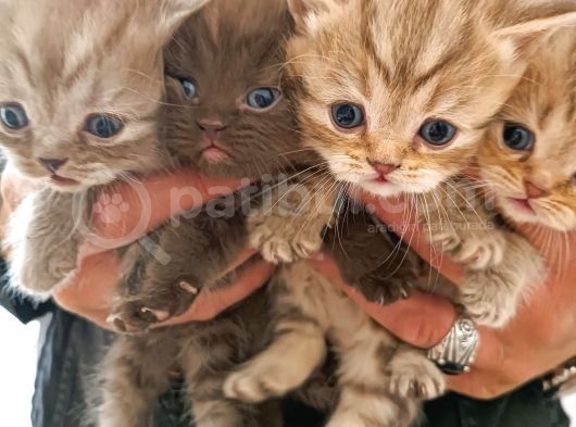 Birinci Sınıf Kalitede British Shorthair Anne Babadan Bebek Yüzlü Yavrular görsel