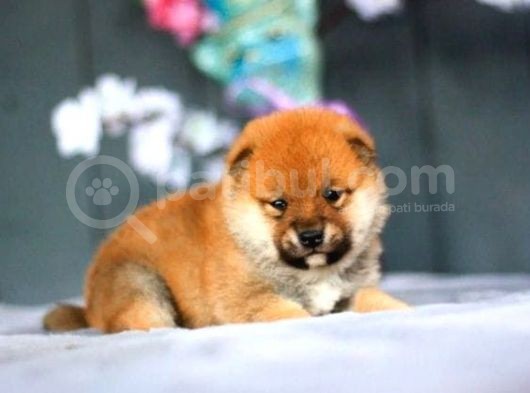 Orjinal Shiba-Inu Yavrular görsel