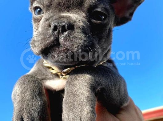 Süper Anatomi Blue French Yavrular görsel