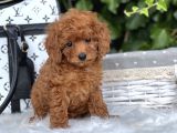 Orjinal Toy Poodle Yavrular