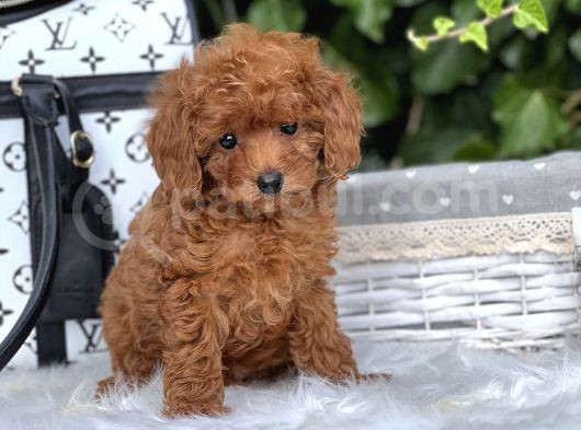 Orjinal Toy Poodle Yavrular görsel