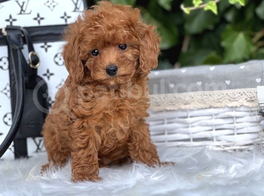 Orjinal Toy Poodle Yavrular görsel