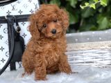 Orjinal Toy Poodle Yavrular