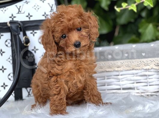 Orjinal Toy Poodle Yavrular görsel