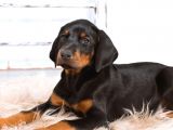 King Doberman Yavruları