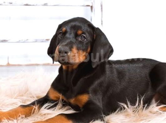 King Doberman Yavruları görsel