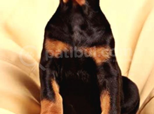 King Doberman Yavruları görsel