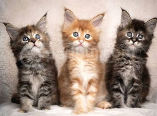 Orjinal Maine Coon yavrular