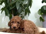 Saf Irk Redbrown Toypoodle Yavruları