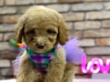 Secereli̇ Toy Poodle Di̇şi̇ Yavru
