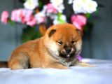 Orjinal Shiba-Inu Yavrular
