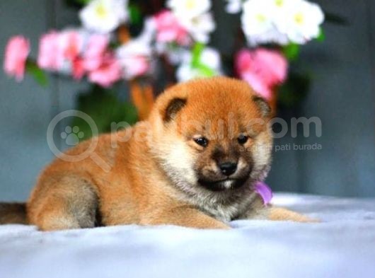 Orjinal Shiba-Inu Yavrular görsel