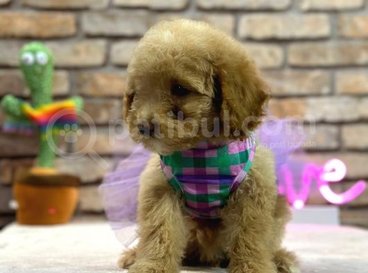 Secereli̇ Toy Poodle Di̇şi̇ Yavru görsel