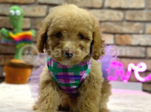 Secereli̇ Toy Poodle Di̇şi̇ Yavru
