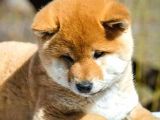 Orjinal Shiba-Inu Yavrular