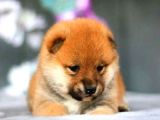 Orjinal Shiba-Inu Yavrular