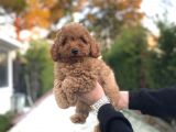 Di̇şi̇ Red Poodle Bebeği̇mi̇z A Kali̇te