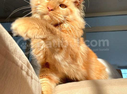 Xl Red Mainecoon görsel