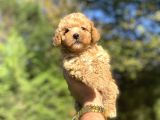 Di̇şi̇ Erkek Toy Poodle Bebekleri̇mi̇z