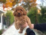 Di̇şi̇ Red Poodle Bebeği̇mi̇z A Kali̇te