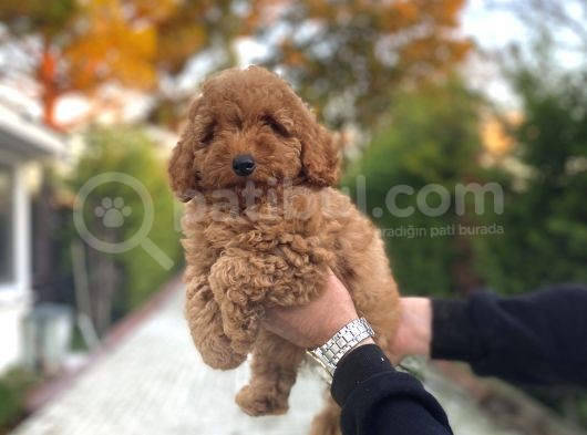 Di̇şi̇ Red Poodle Bebeği̇mi̇z A Kali̇te görsel