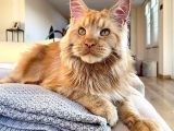 Xl Red Mainecoon