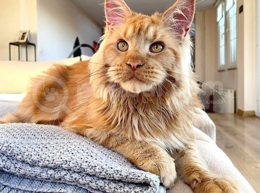 Xl Red Mainecoon görsel
