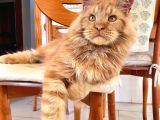 Xl Red Mainecoon