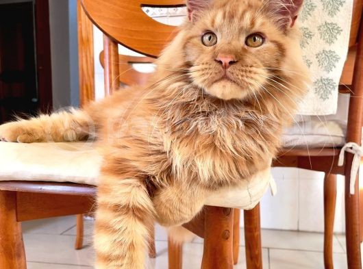 Xl Red Mainecoon görsel